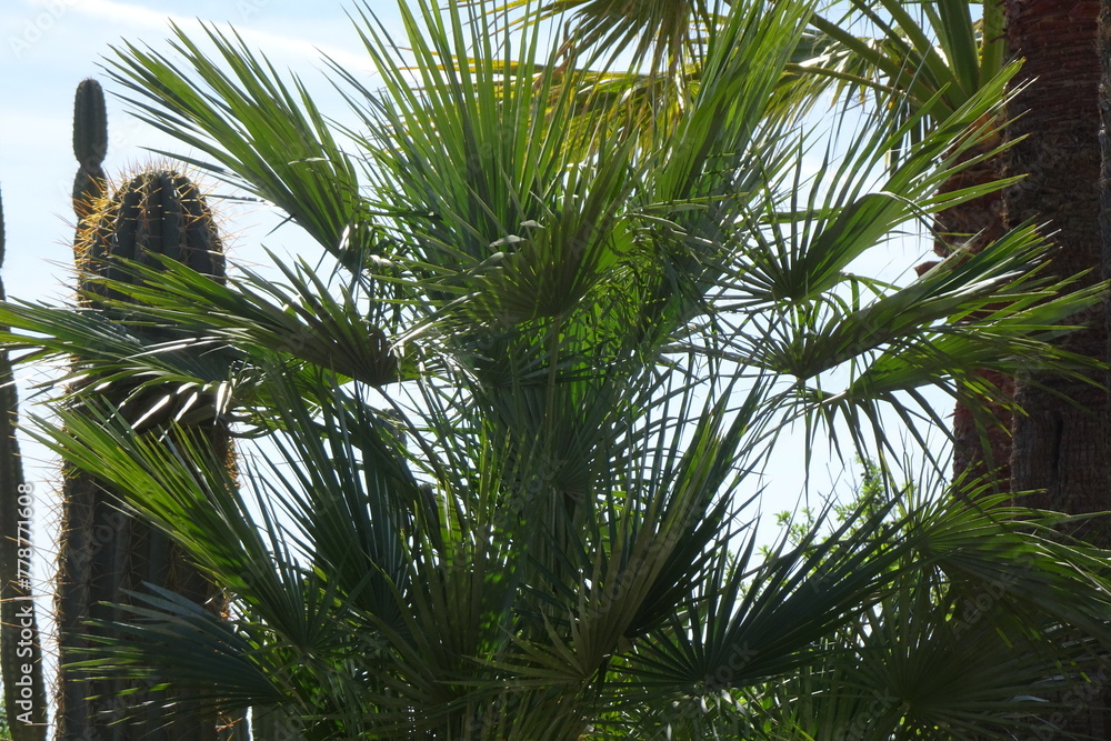 Obraz premium Mallorca