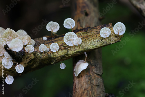 Marasmiellus ramealis, commonly known as Twig Parachute, wild mushroom from Finland