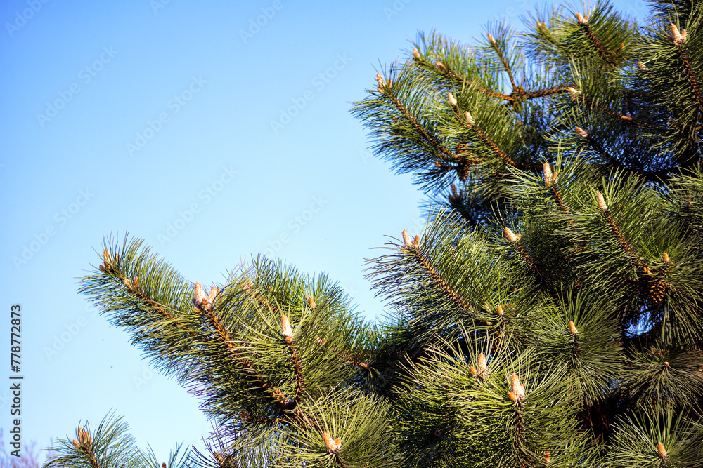 Pine tree needles with small buds and blue sky Pine tree needles with small buds and blue sky