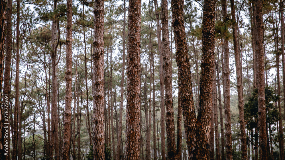 Fototapeta premium low angle shot pine trees forest.