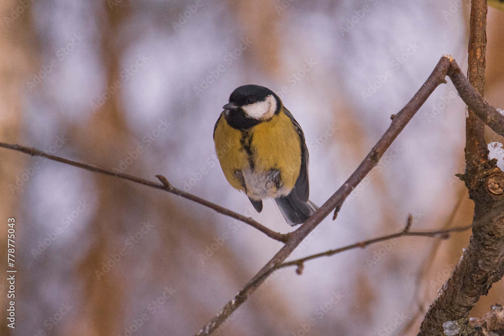 Naklejka premium a bird on a branch