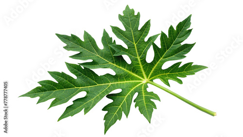 Papaya leave branch isolated on transparent background