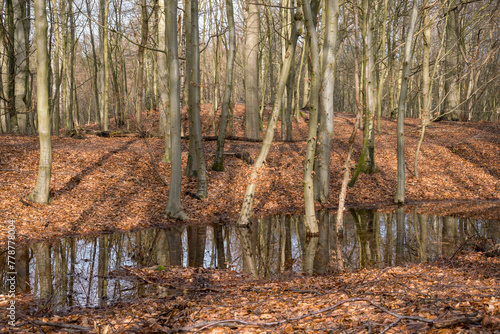 Small temporary early spring flood in in the beech forest  