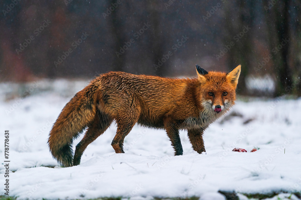 Red fox (Vulpes vulpes) in winter Bialowieza forest, Poland. Selective focus Red fox (Vulpes vulpes) in winter Bialowieza forest, Poland. Selective focus