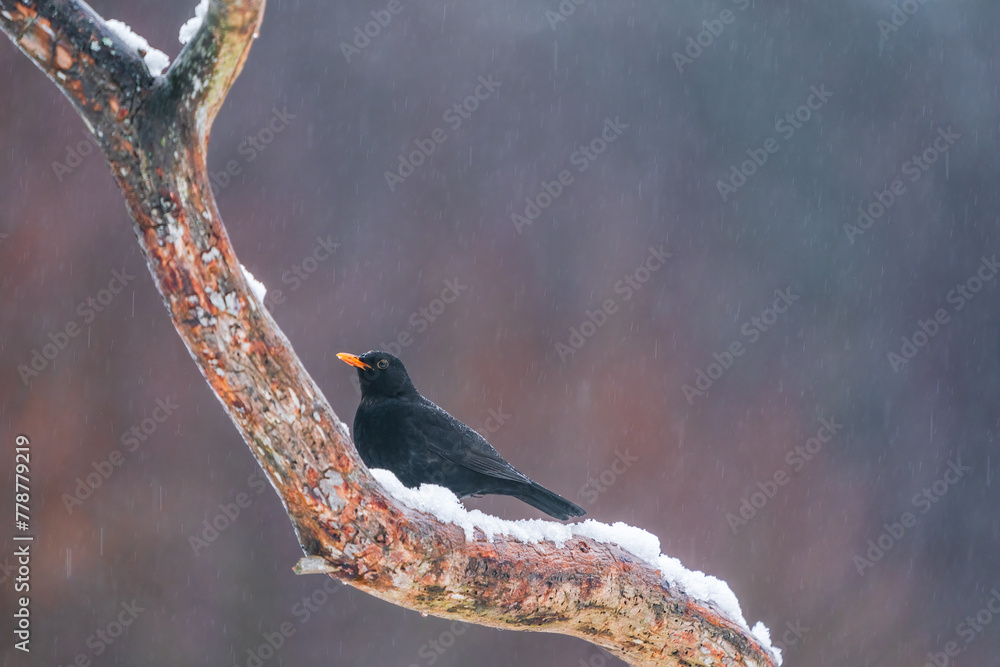 Obraz premium Euroasian Blackbird (Turdus merula) in Bialowieza forest, Poland. Selective focus