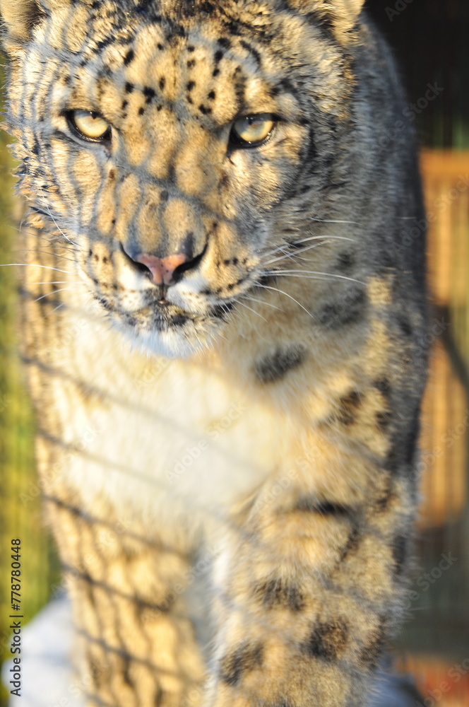 Fototapeta premium Animals are a traditionally (since the time of Aristotle) distinguished category of organisms, currently considered as a biological kingdom. Animals are the main object of zoology study.