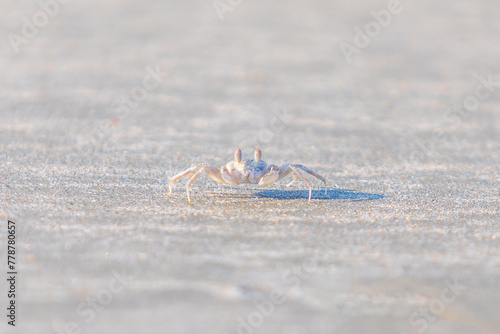 Crab in small size on the sand beach in the morning time.