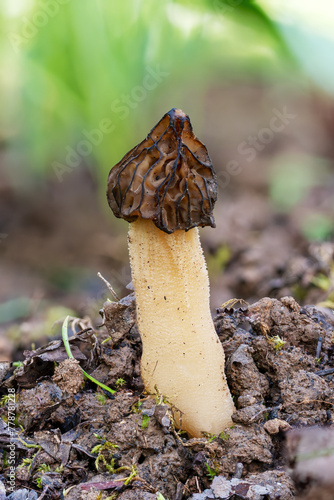 The Morel mushroom growing in the forest.