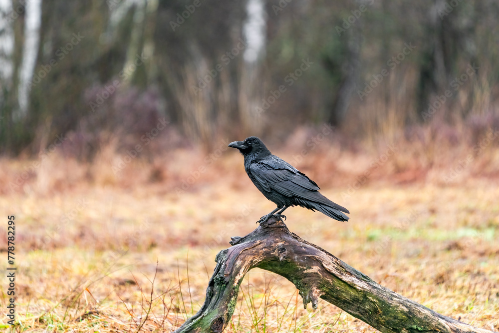 Fototapeta premium Raven (Corvus corax) in Bialowieza forest, Poland. Selective focus