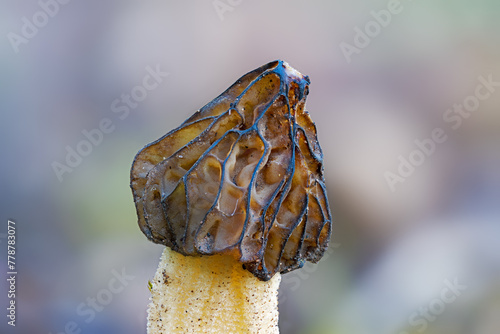 Close up of a morel mushroom (Morchella semilibera) against bright background