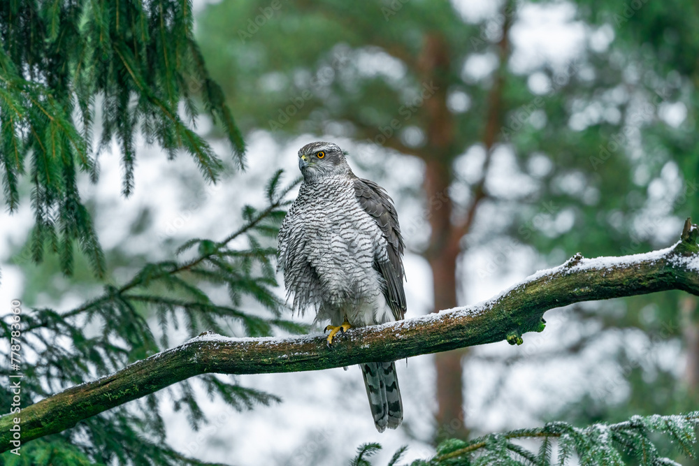 Eurasian goshawk (Accipiter gentilis) in Bialowieza forest, Poland. Selective focus Eurasian goshawk (Accipiter gentilis) in Bialowieza forest, Poland. Selective focus