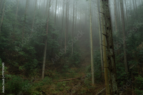 霧に覆われた森