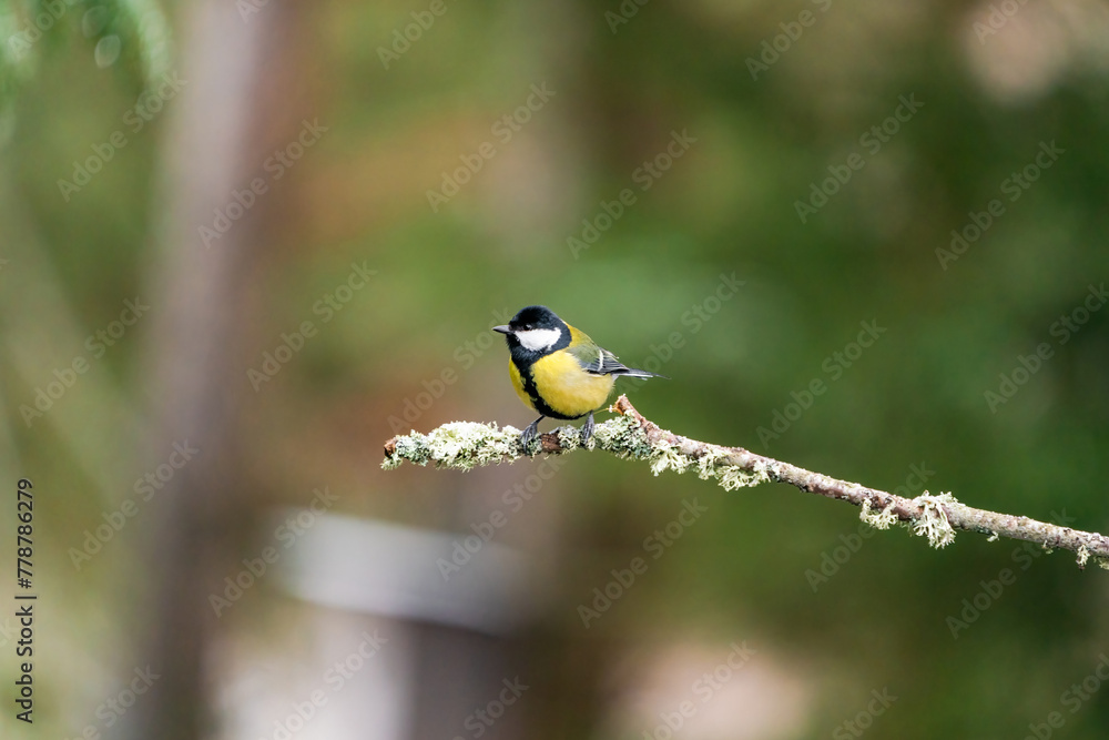 Great tit (Parus major) in Bialowieza forest, Poland - selective focus Great tit (Parus major) in Bialowieza forest, Poland - selective focus
