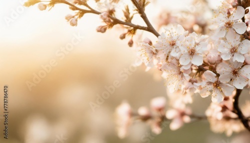 spring blossom background blank background for advertising or text © Michelle