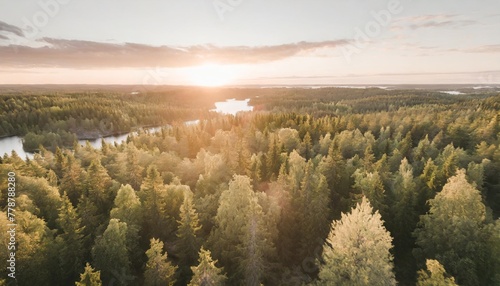 aerial top view of summer green trees in forest in rural finland drone photography © Michelle