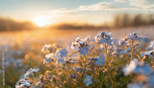 spring or summer flowers landscape blue flowers of myosotis or forget me not flower on sunny blurred background