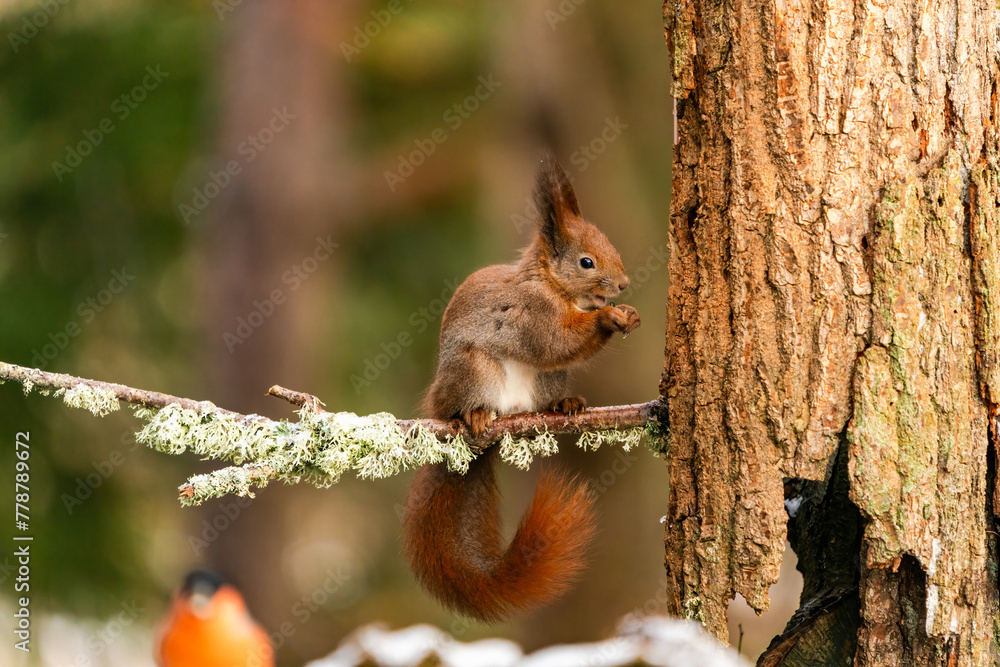 Red Squirrel (Sciurus vulgaris) in Bialowieza forest, Poland - selective focus Red Squirrel (Sciurus vulgaris) in Bialowieza forest, Poland - selective focus