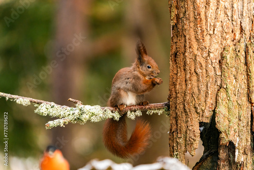 Red Squirrel (Sciurus vulgaris) in Bialowieza forest, Poland - selective focus © beataaldridge