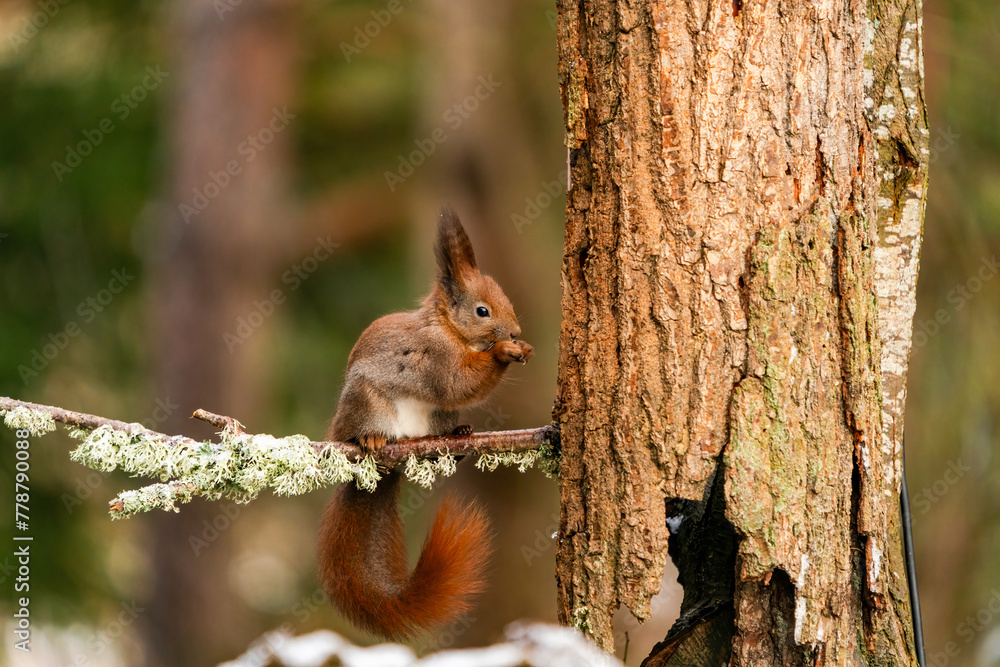 Red Squirrel (Sciurus vulgaris) in Bialowieza forest, Poland - selective focus Red Squirrel (Sciurus vulgaris) in Bialowieza forest, Poland - selective focus