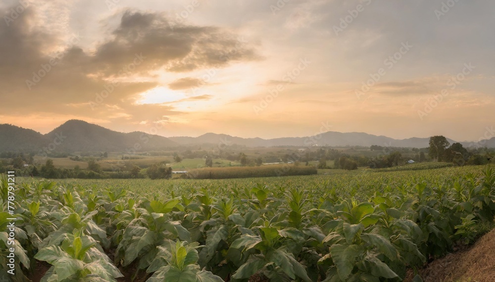 landscape panoramic view of tobacco fields at sunset in countryside of thailand crops in agriculture panorama