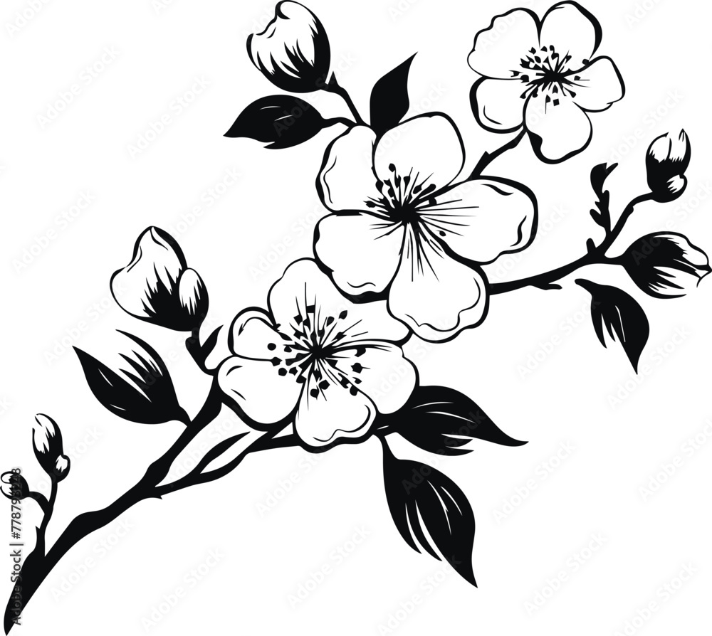 Fototapeta premium Flower Sakura, Japanese Cherry blossom vector illustration