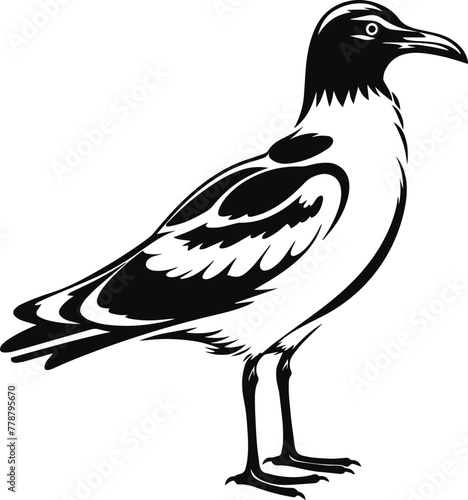Seagull, Sea bird, Vector illustration