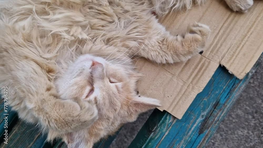 A homeless cat sleeps on a bench in the spring, close-up. Cute cat resting on the street A homeless cat sleeps on a bench in the spring, close-up. Cute cat resting on the street