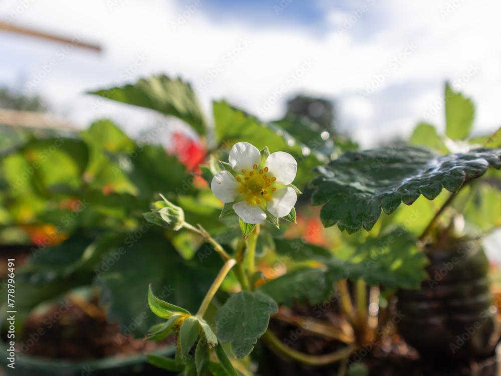 Close up of strawberry flowers Close up of strawberry flowers