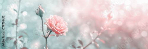A vibrant pink rose stands out in a blurred background