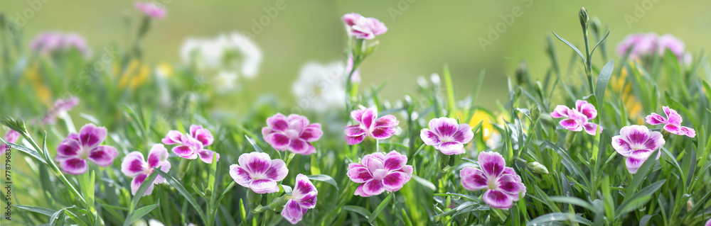 banner of beautiful pink flowers of carnation blooming in a garden