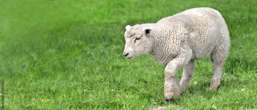 Obraz premium cut white lamb walking in a green grass in a meadow.