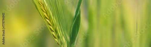 closeup on seeds in ear of bearded cereal growing in a field on green blur background
