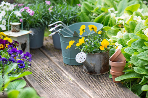 pretty colorful flowers blooming  and arranged on part of wooden terrace with...