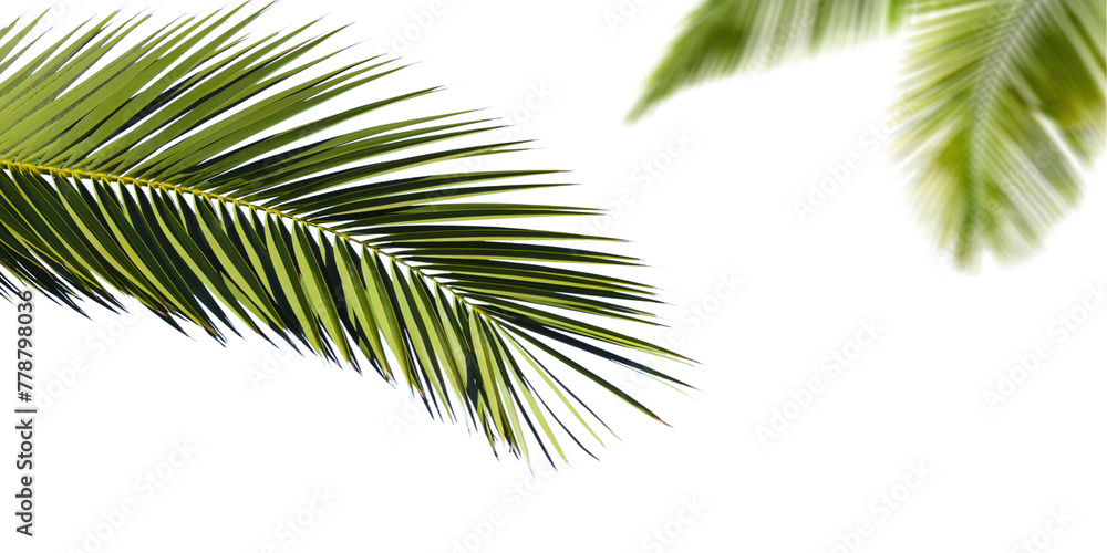 Palm leaves on transparent background