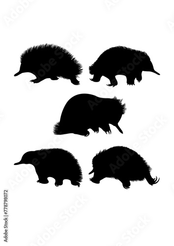Echidna wild animal silhouettes