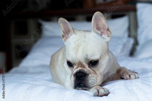 French Bulldog laying on bed and looking on the its owner. © bzjpan