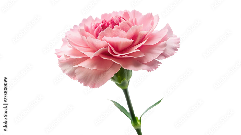 Pink carnation flower isolated on transparent background.