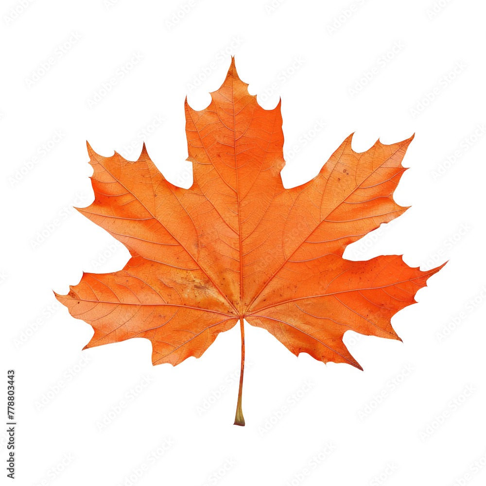 Obraz premium A single arafed leaf on a Transparent Background