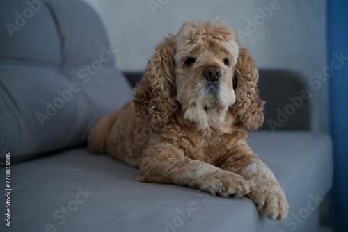 American cocker spaniel lies on a gray sofa. Dog resting on the bed