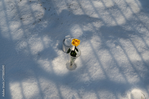 Anniversary rose on the snow