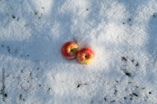 Apples on the snow
