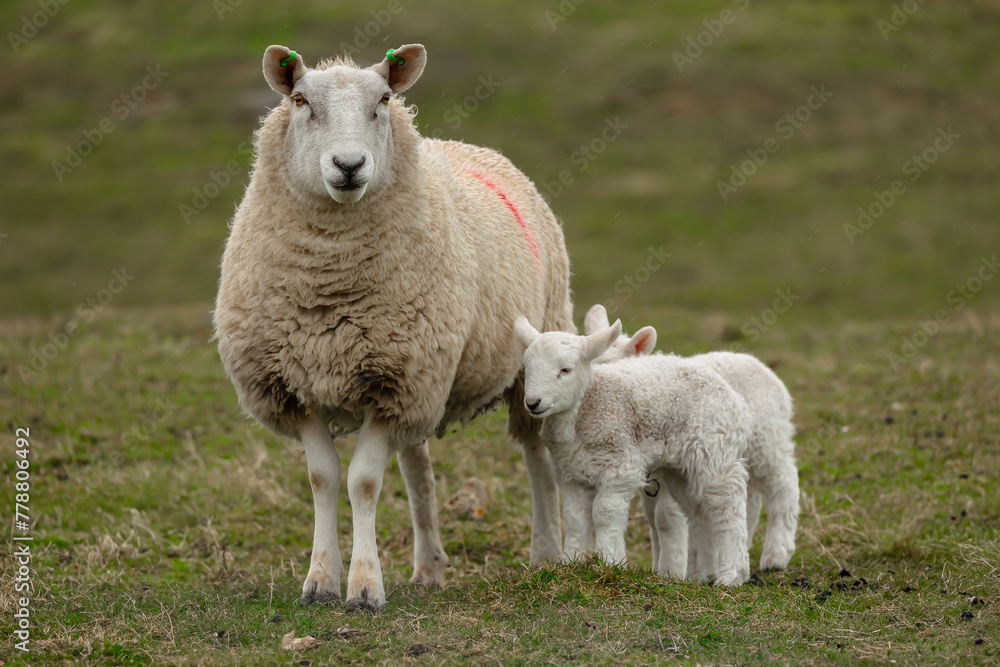 Mother sheep with her two newborn lambs in cold, rainy Spring weather.  Facing forward on croftland on the Isle of Tiree, Inner Hebrides, Scotland.  Space for copy. - obrazy, fototapety, plakaty 