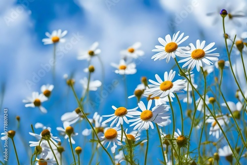 daisies in a field © Saqib786