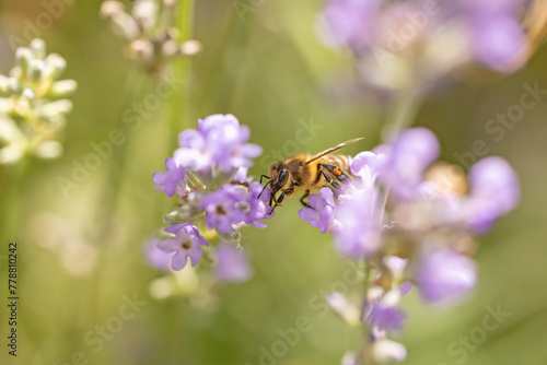 Macro photo of honey bee pollinates the lavender flower. Horizontally.  © frank11