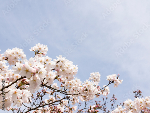 cherry blossom in spring
