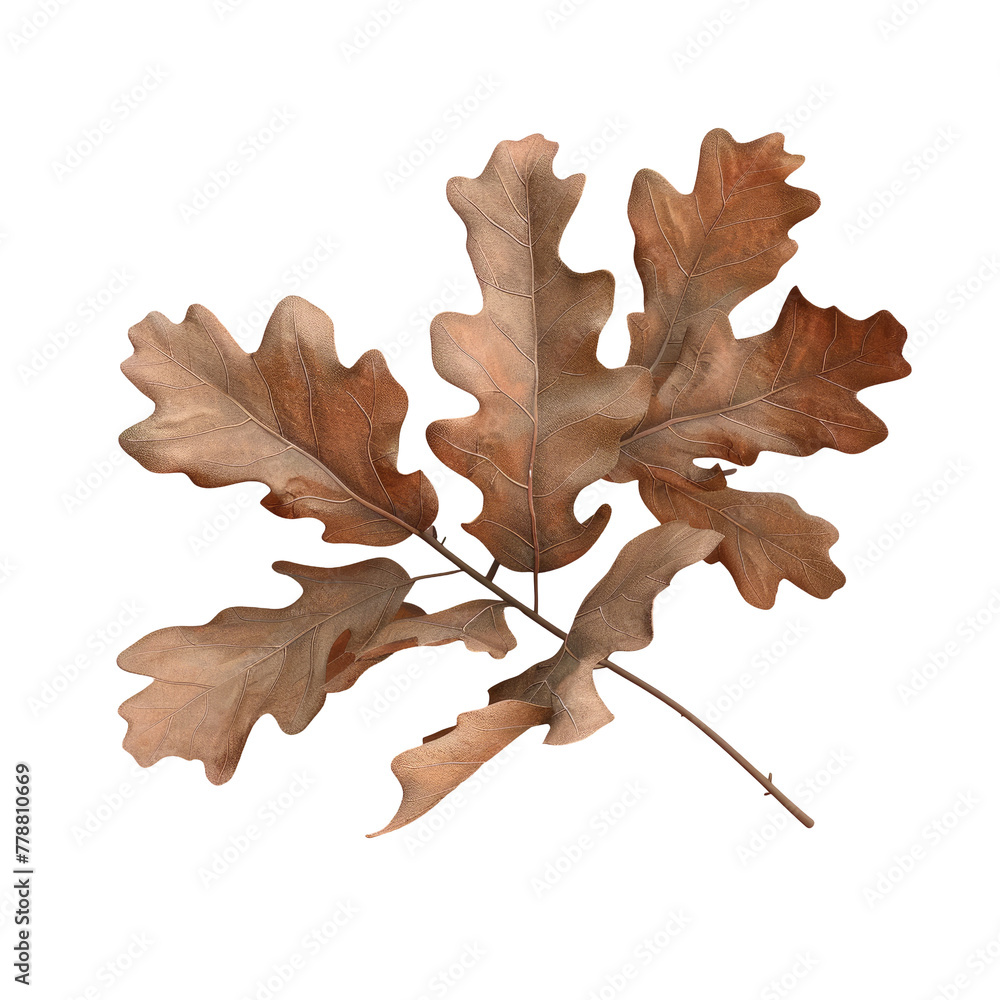 Fototapeta premium Oak leaves on Transparent Background