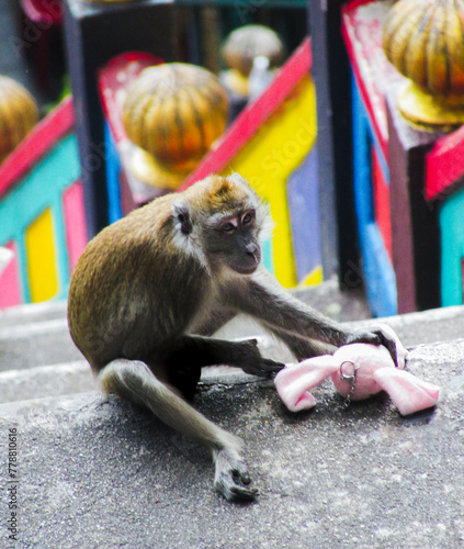 Canvas Print Monkey in Batu Caves - Kuala Lumpur, Malaysia