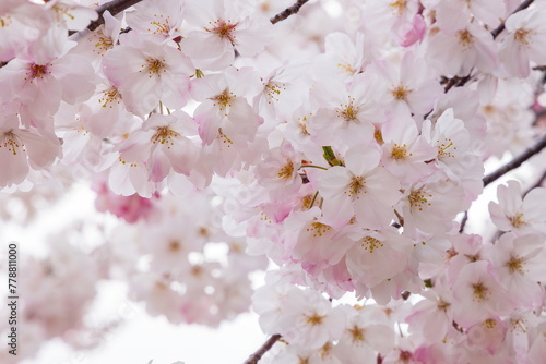 春の日差しを浴びる満開の桜