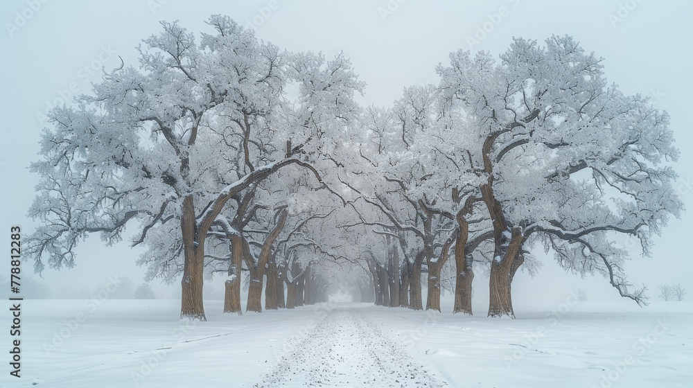 A snow-covered road surrounds trees amidst a snow-field, with snow on the ground A snow-covered road surrounds trees amidst a snow-field, with snow on the ground
