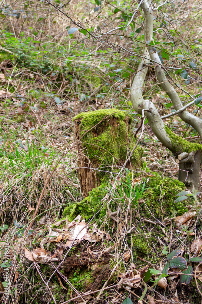 Beautiful green moss growing on a tree Beautiful green moss growing on a tree